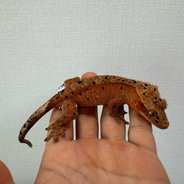 슈퍼달마시안 레드