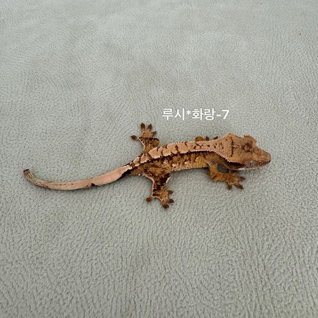 트라이 익스트림할리퀸