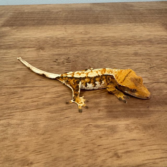 트라이 익스트림할리퀸