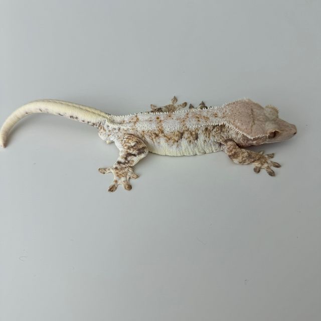 릴리화이트 트라이