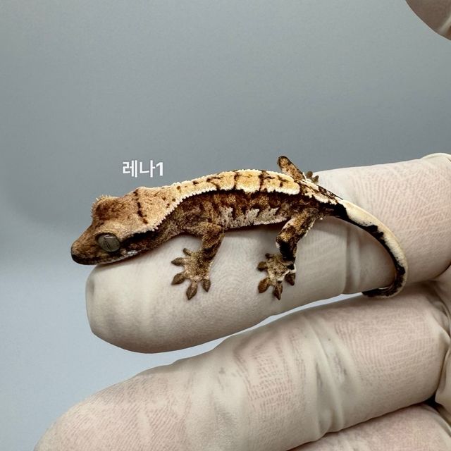 트라이 익스트림할리퀸