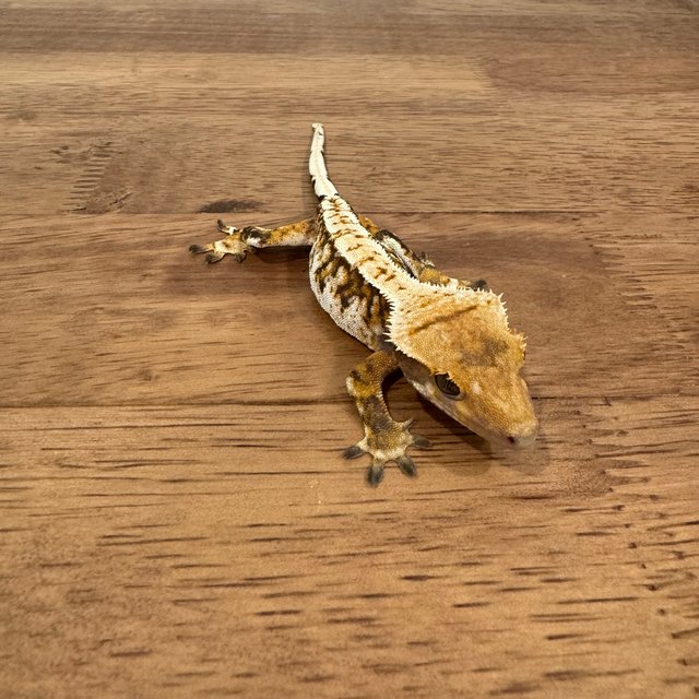 트라이 익스트림할리퀸