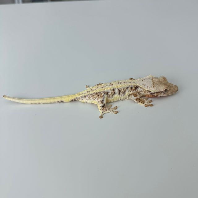 릴리화이트 트라이