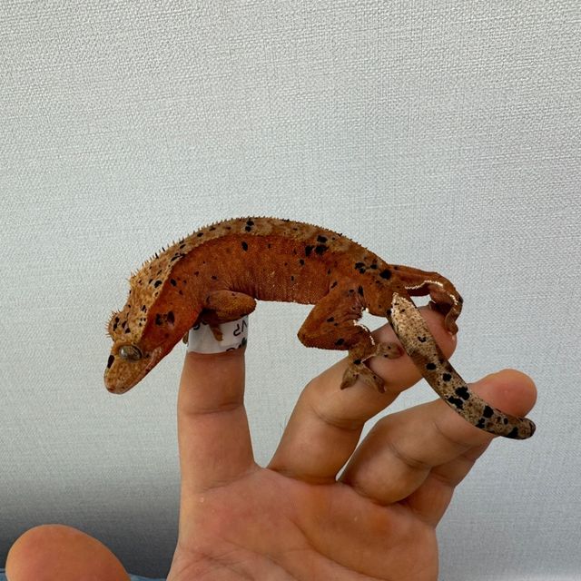 슈퍼달마시안 레드