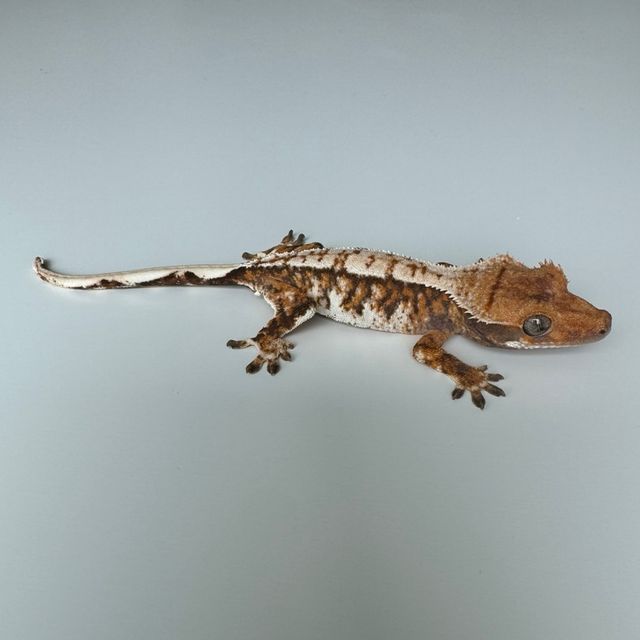 노멀 트라이 익스트림할리퀸