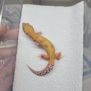 벨 스노우 이클립스