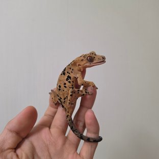 슈퍼달마시안 달마시안