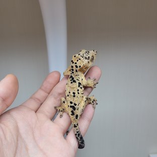 슈퍼달마시안 달마시안