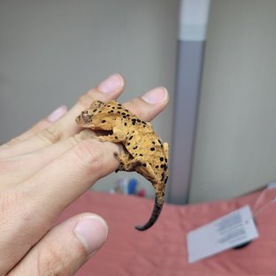 슈퍼달마시안