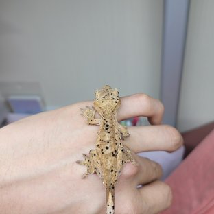 슈퍼달마시안