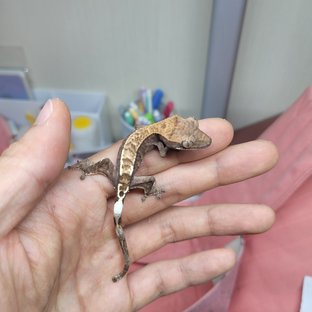 카푸치노 다크