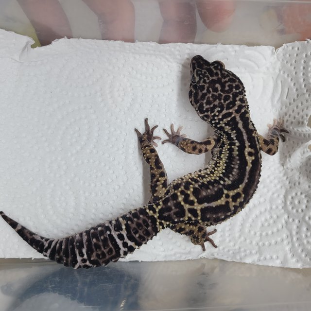 스노우 블랙나이트