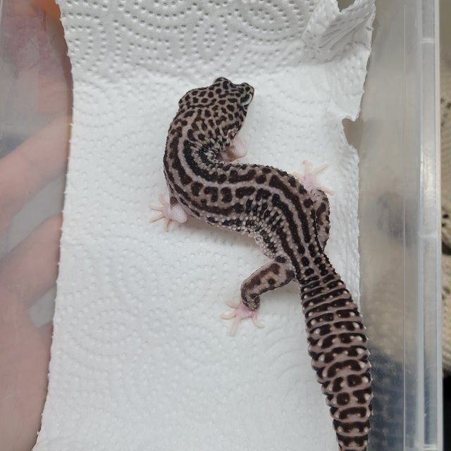 슈퍼스노우 블랙나이트 스노우