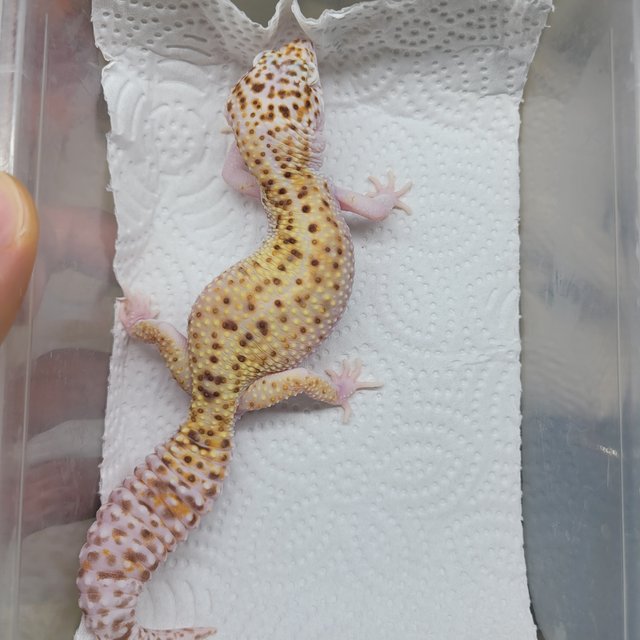 스노우 이클립스 벨 알비노