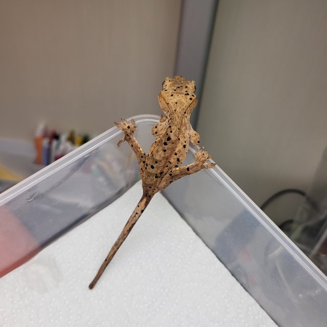 슈퍼달마시안 달마시안