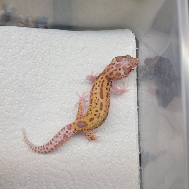 스노우 알비노 이클립스