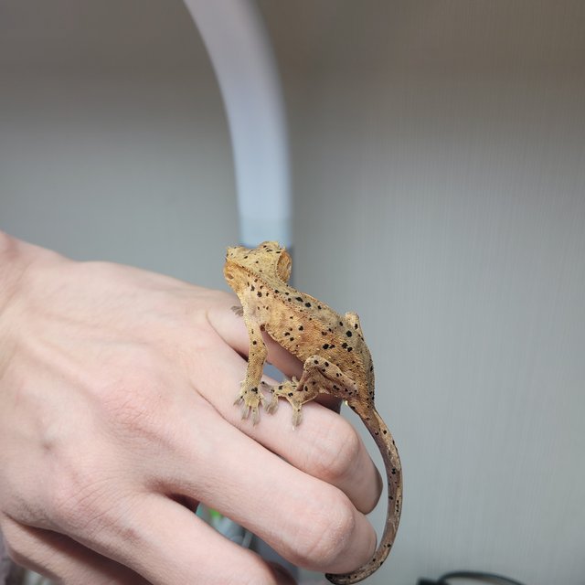 슈퍼달마시안 달마시안