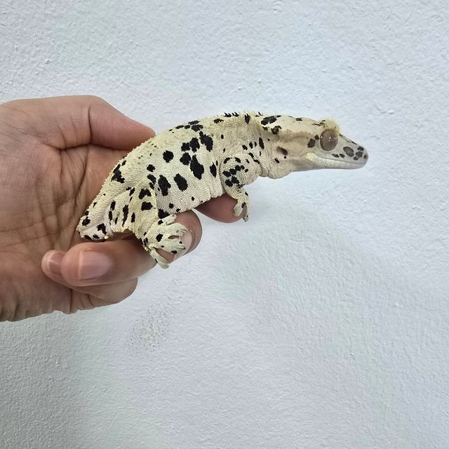 슈퍼달마시안 달마시안