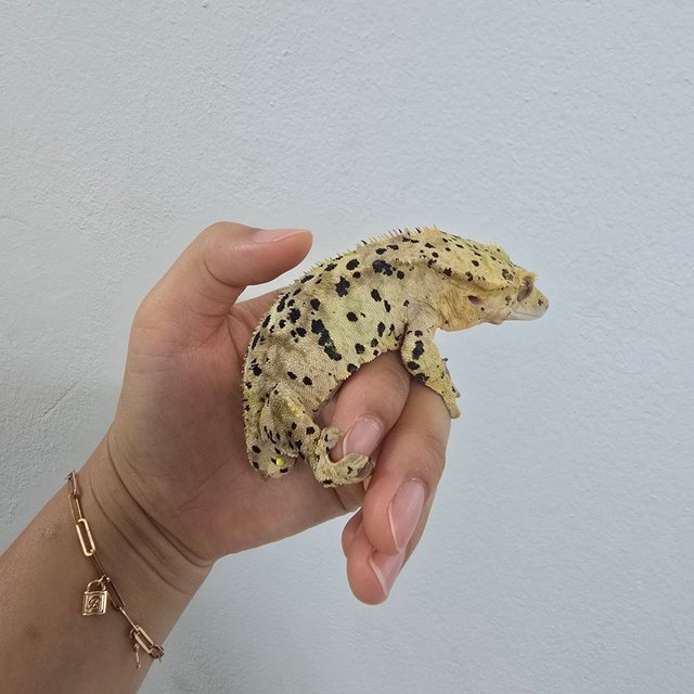 달마시안 슈퍼달마시안