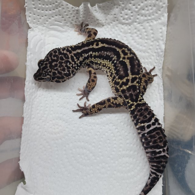 스노우 블랙나이트