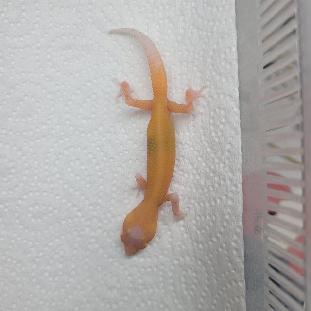 텐저린 알비노 이클립스