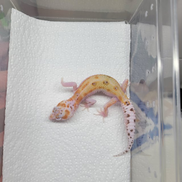 스노우 알비노 이클립스 W&Y