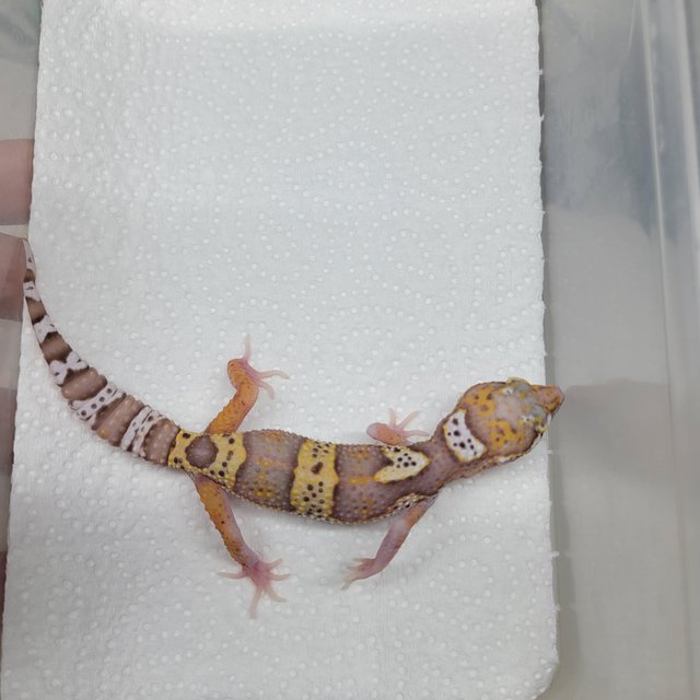 알비노 이클립스 스노우