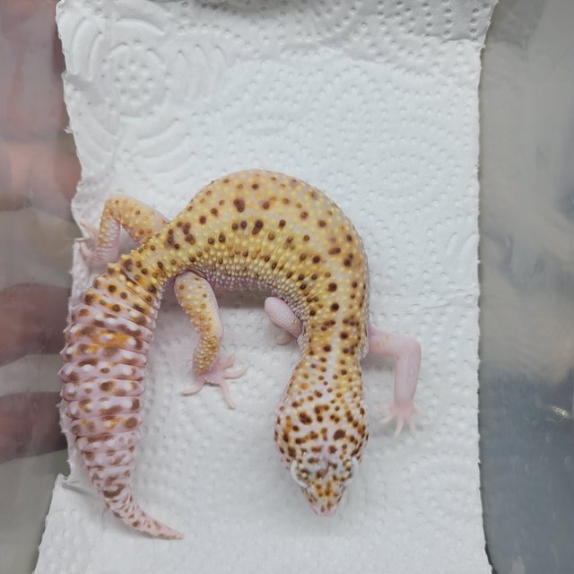 스노우 이클립스 벨 알비노