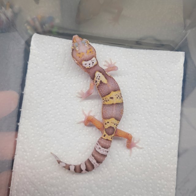 알비노 이클립스 스노우