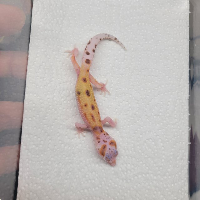 스노우 알비노 이클립스 W&Y