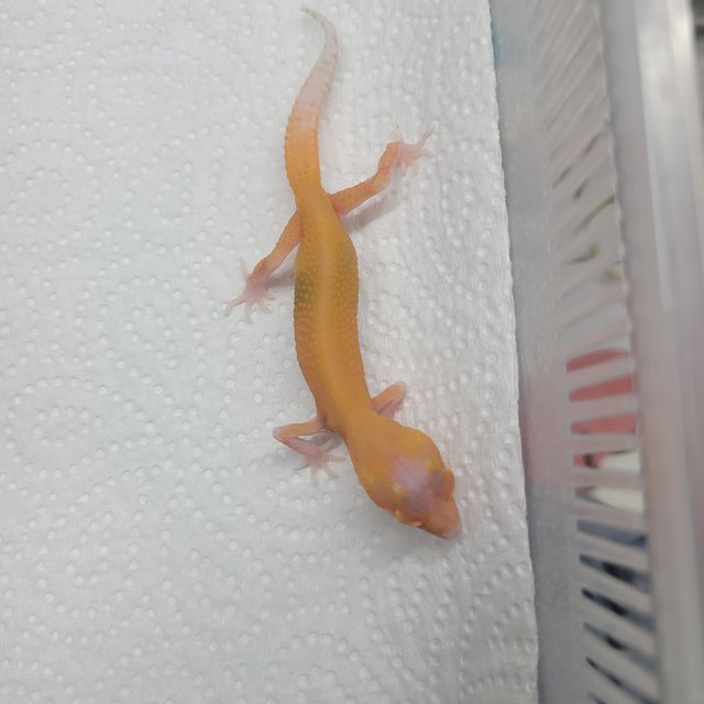 텐저린 알비노 이클립스