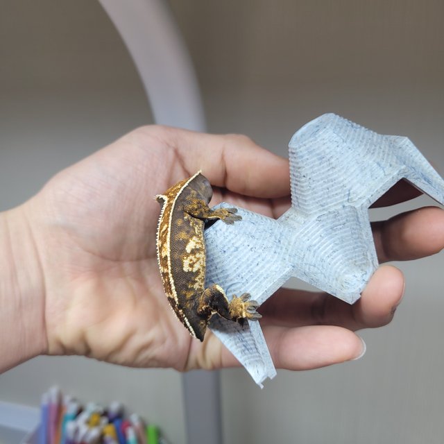 트라이 익스트림할리퀸 텐저린