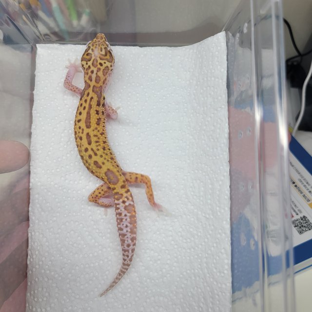 스노우 알비노 이클립스