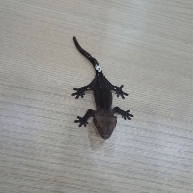 챠콜 아잔틱