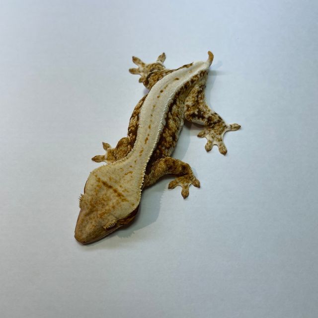 릴리화이트 트라이
