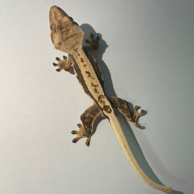 엠티백