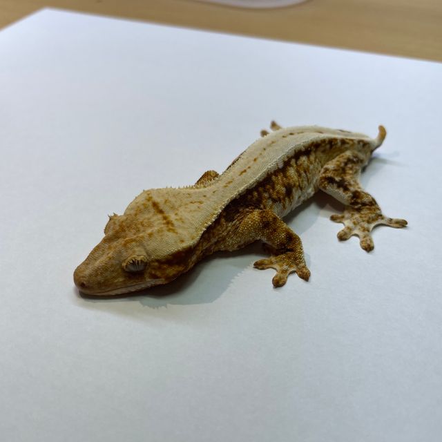 릴리화이트 트라이