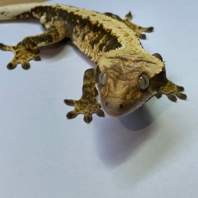 노멀 할리퀸