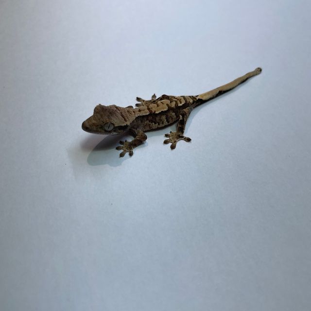 노멀