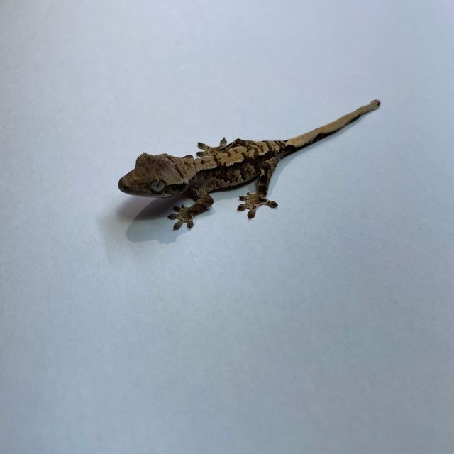 노멀