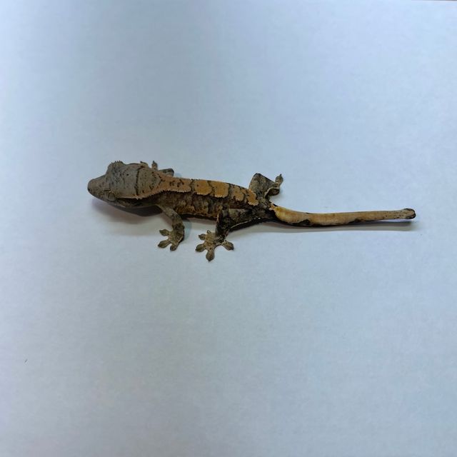 노멀