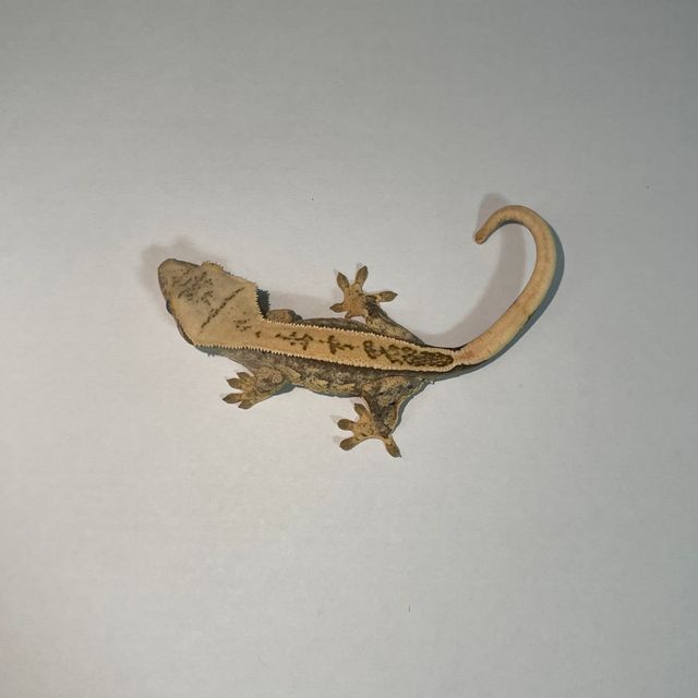 엠티백