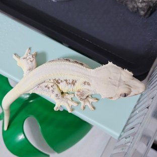 릴리화이트 레드