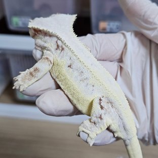 릴리화이트 레드