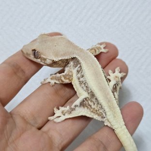 릴리화이트 솔리드백 화이트