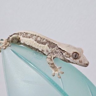 릴리화이트 화이트 솔리드백