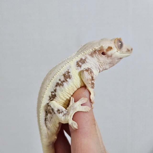 릴리화이트 레드 솔리드백