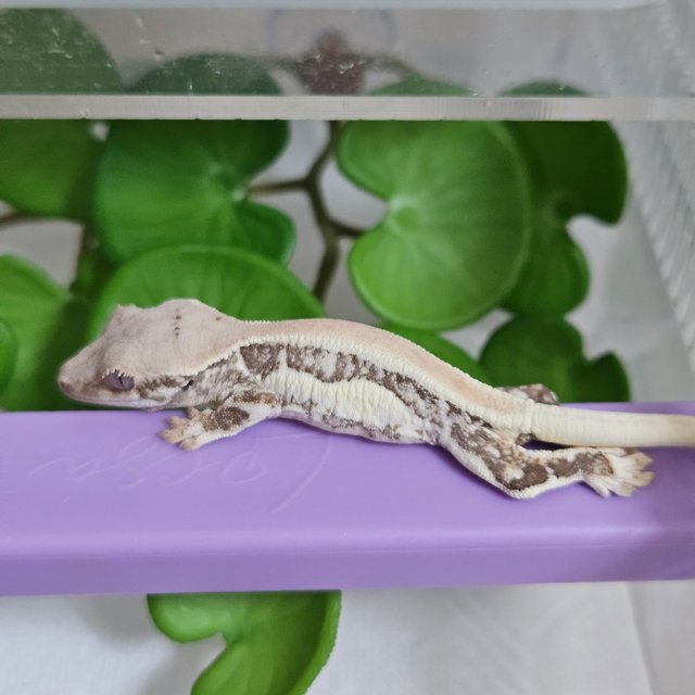 릴리화이트 솔리드백 화이트