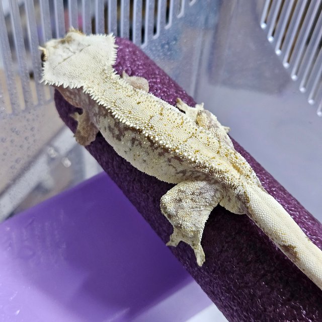 노멀 트라이 레드