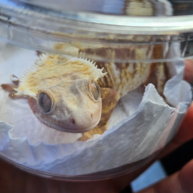 노멀 레드 트라이 화이트스팟